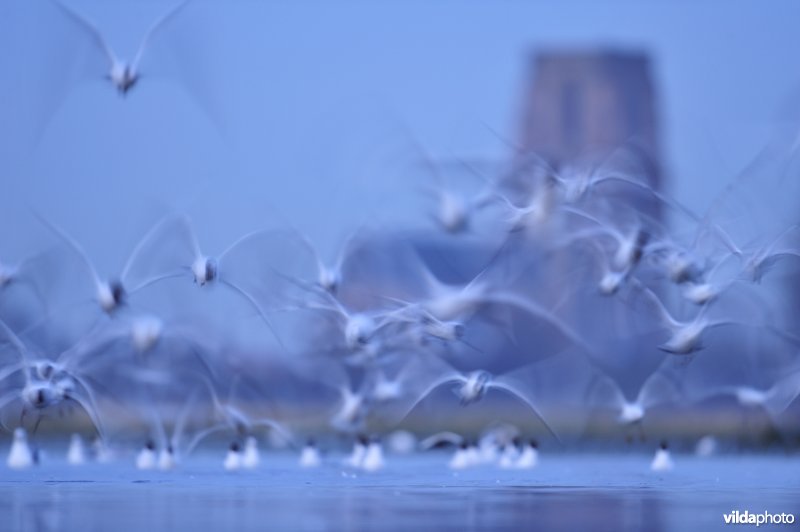 Hoge Noen en kerk van Lissewege