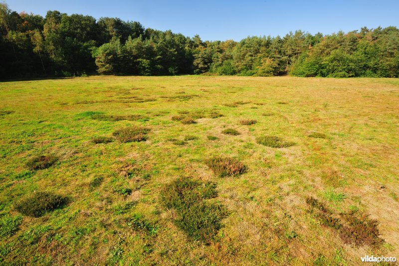 Heischraal grasland
