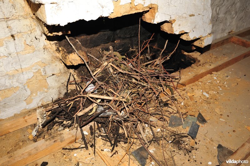 Nestmateriaal van Kauwen in opengekapte schouw
