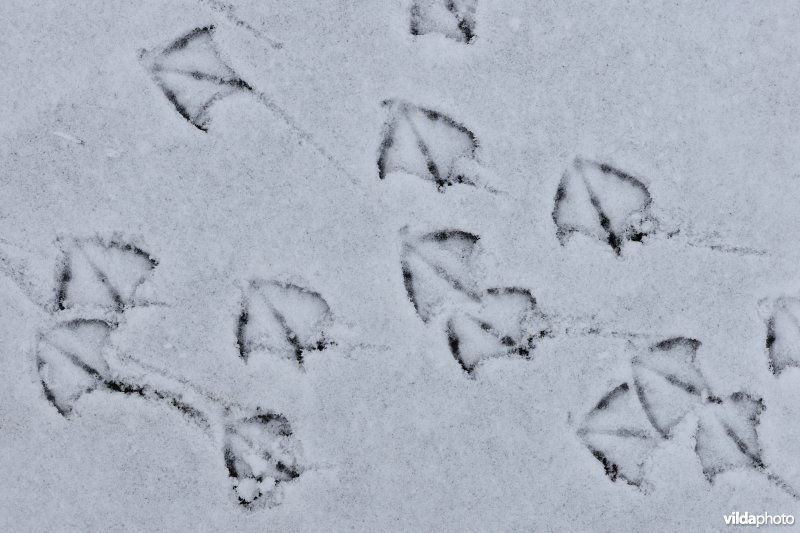 Pootafdrukken van Kokmeeuwen in de sneeuw