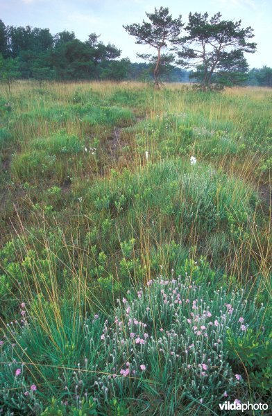 Natte heide in het Buitengoor