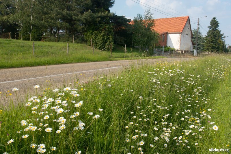 Bloemrijke wegberm