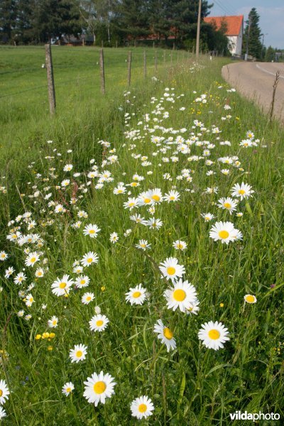 Bloemrijke wegberm