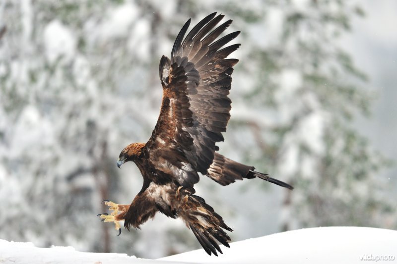 Steenarend komt aangevlogen