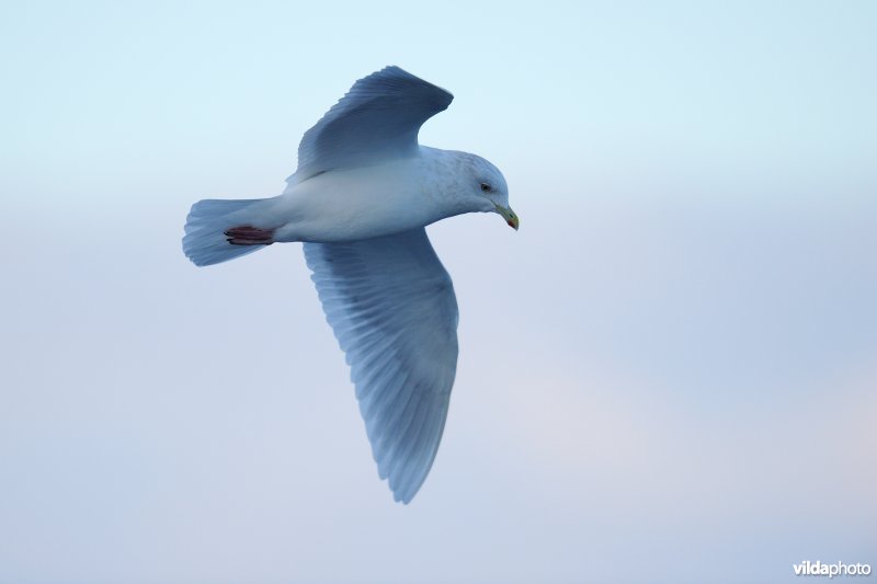 Kleine burgemeester in vlucht