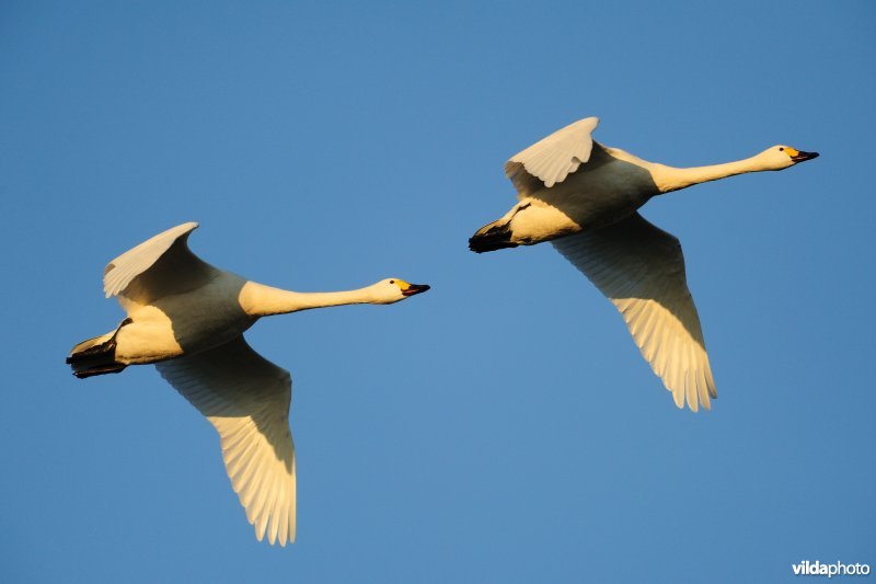 Kleine zwanen in vlucht