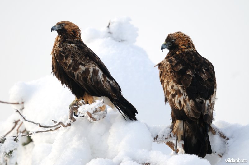 Koppeltje Steenarend