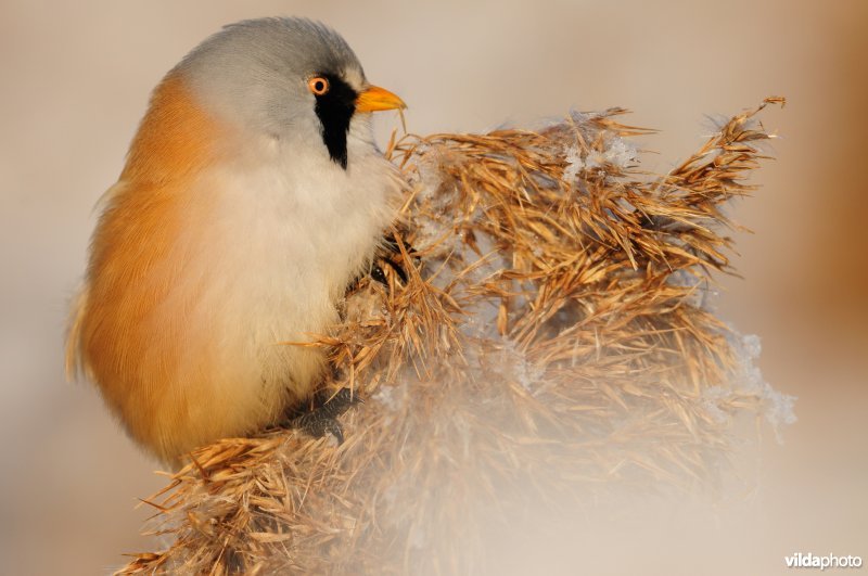 Baardmannetje in berijpte rietkraag
