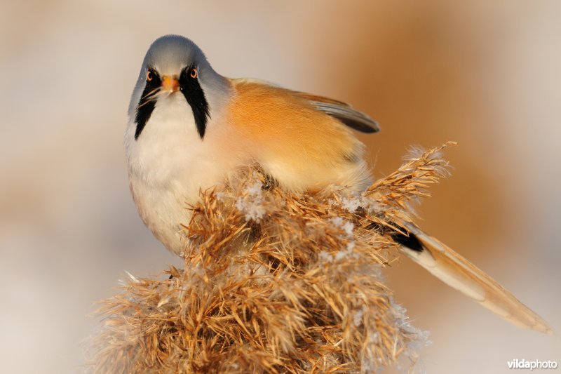 Baardmannetje in berijpte rietkraag