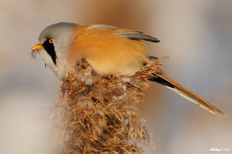 Baardmannetje in berijpte rietkraag