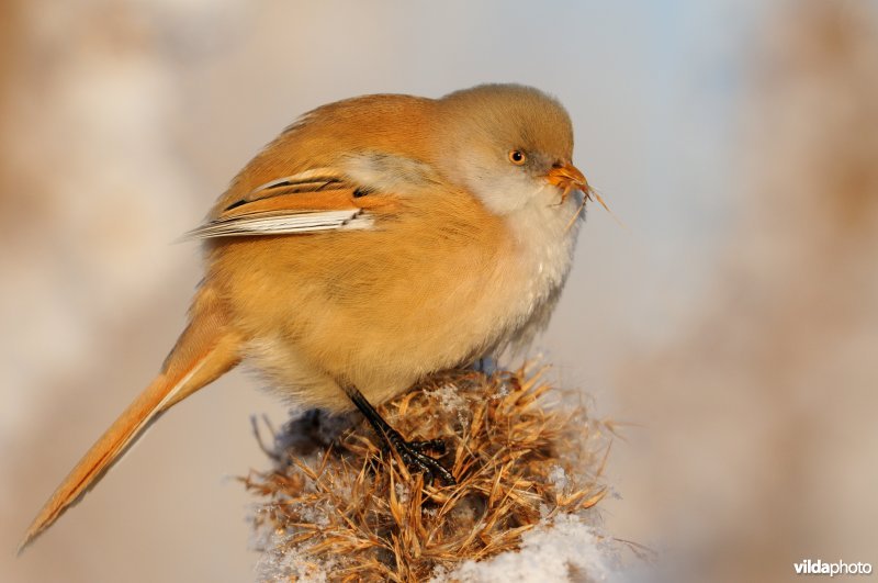 Juveniel Baardmannetje
