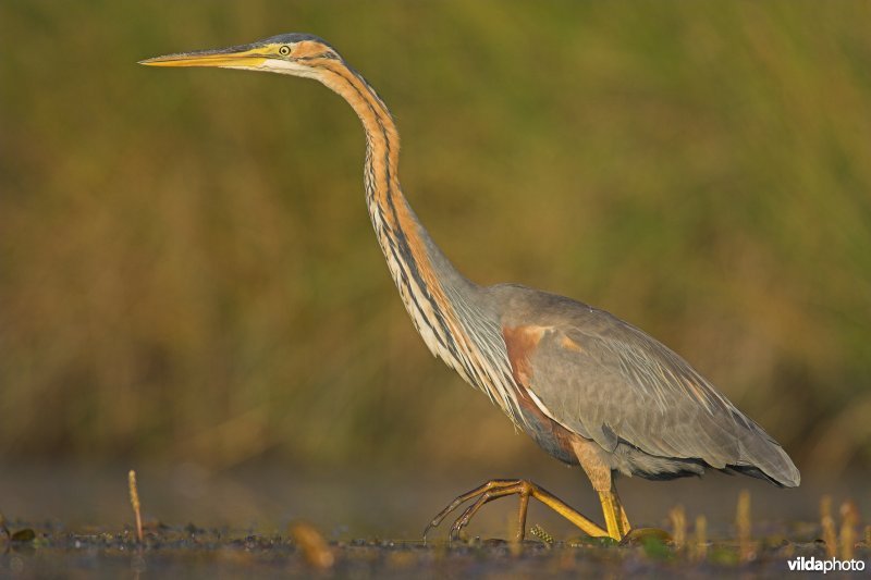 Purperreiger