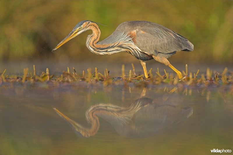 Purperreiger