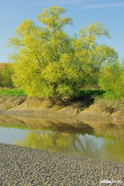 Zoetwaterschorren van de Durme