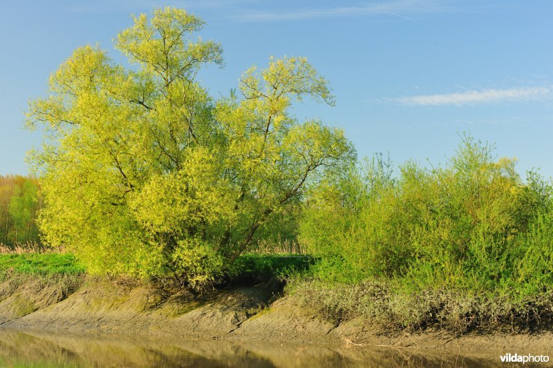 Zoetwaterschorren van de Durme