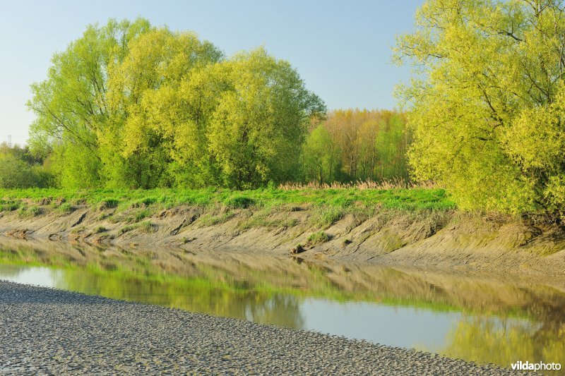 Zoetwaterschorren van de Durme