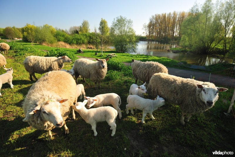 Dijkbegrazing langs de Durme