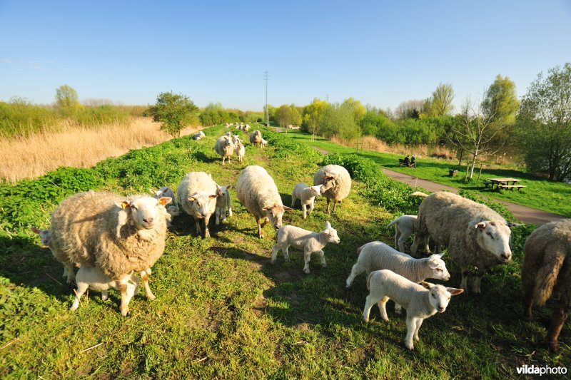 Dijkbegrazing langs de Durme