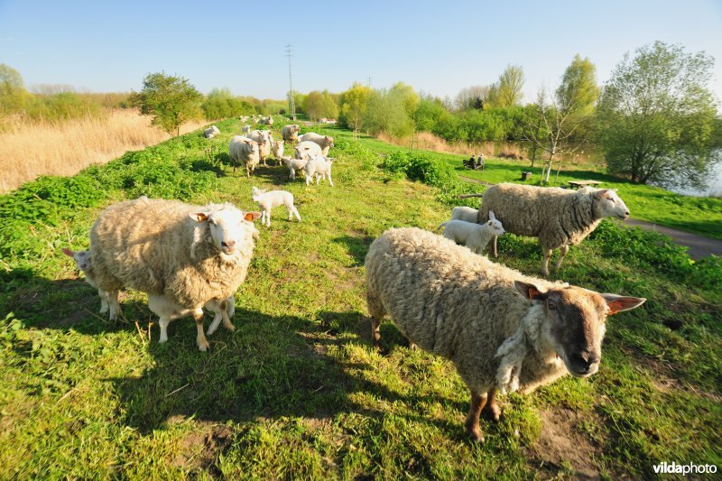 Dijkbegrazing langs de Durme
