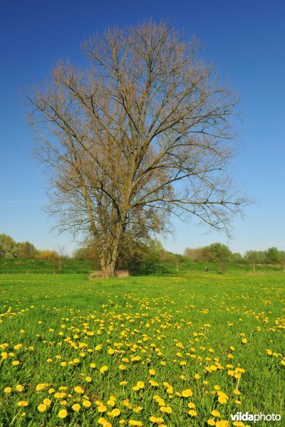 Weijmeerbroek