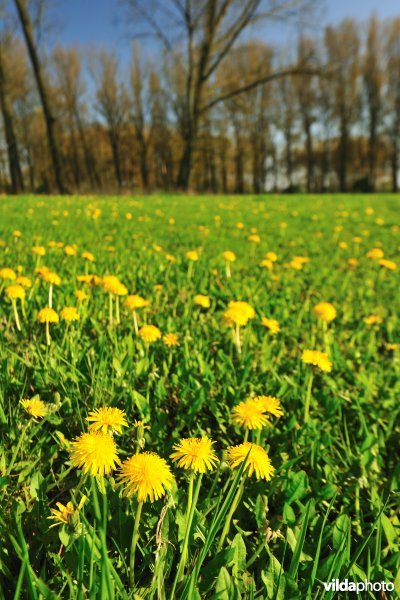 Weijmeerbroek