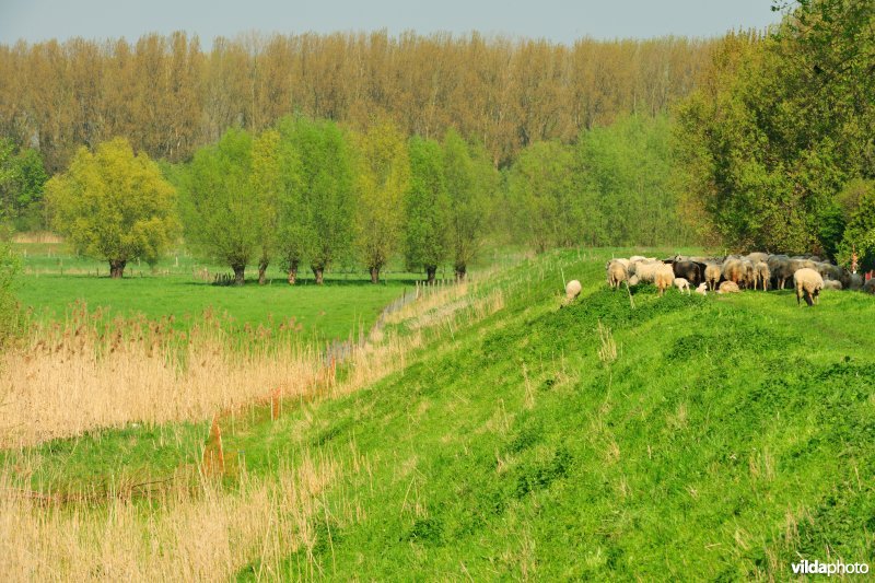 Bergenmeersen