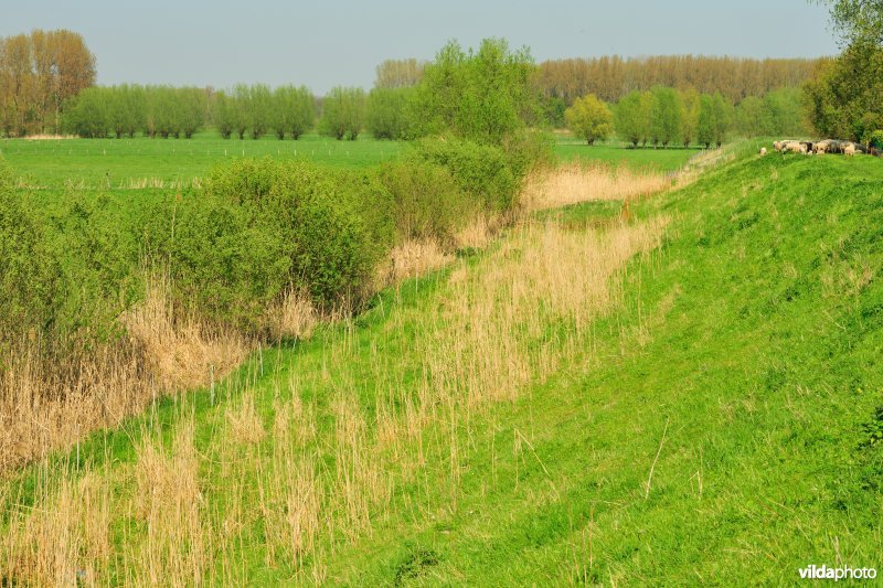 Bergenmeersen