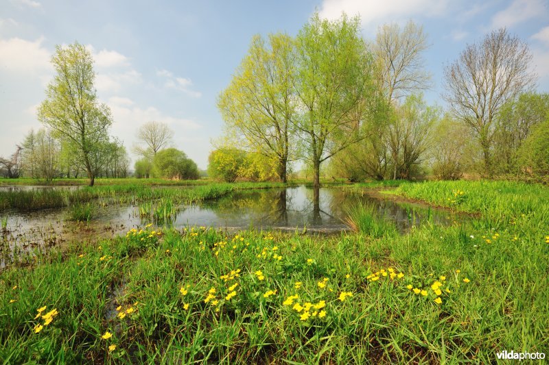 Kalkense meersen