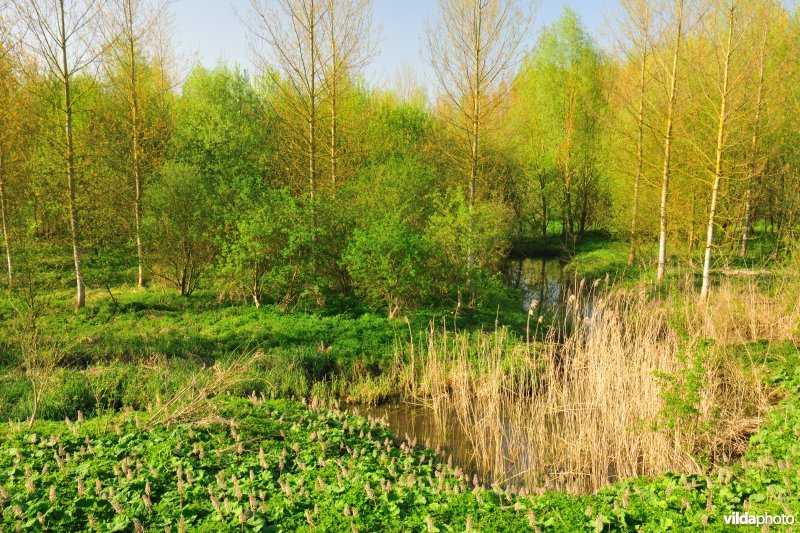 Scheldepolders Zwijn in Kastel