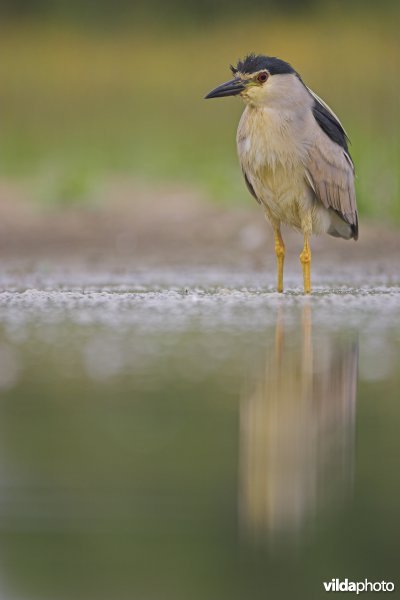 Kwak waakt
