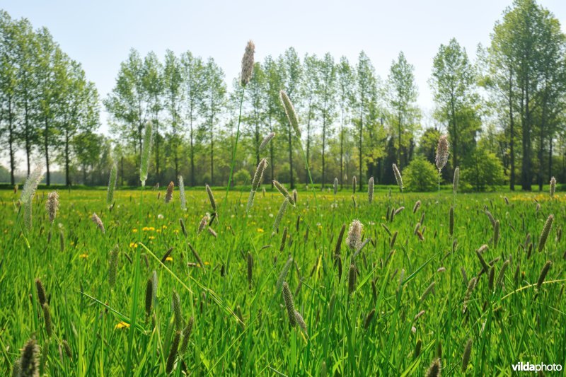 Hooilanden langs de Grote Nete