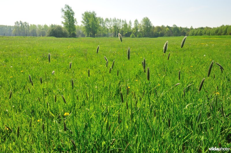 Hooilanden langs de Grote Nete