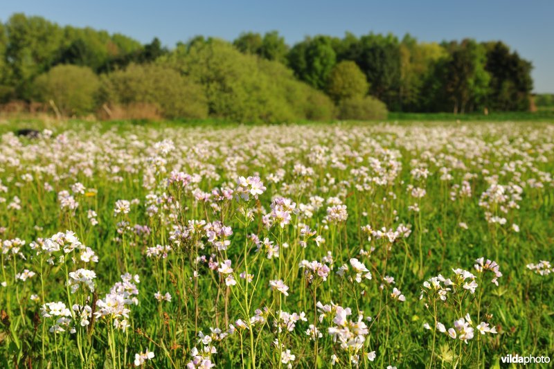 Hooilanden langs de Grote Nete