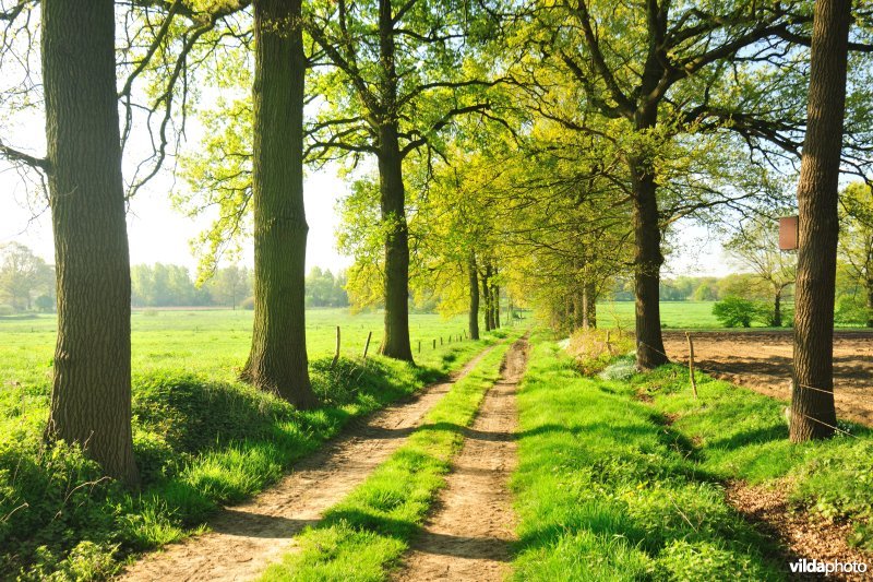 Eikendreef naar de Grote Nete