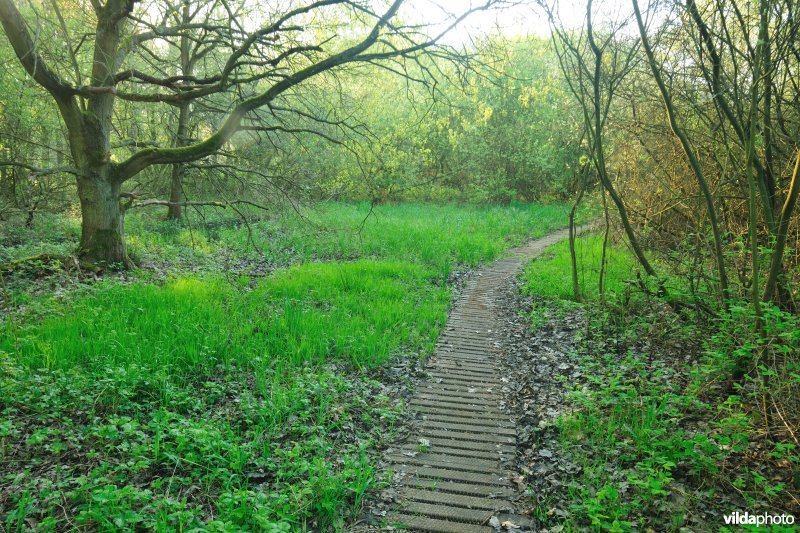 Knuppelpad in het Zammelsbroek