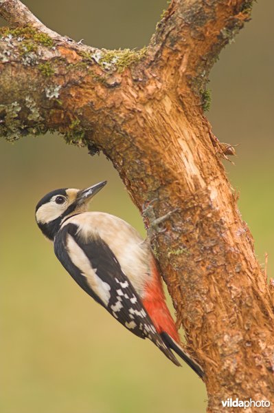 Grote bonte specht