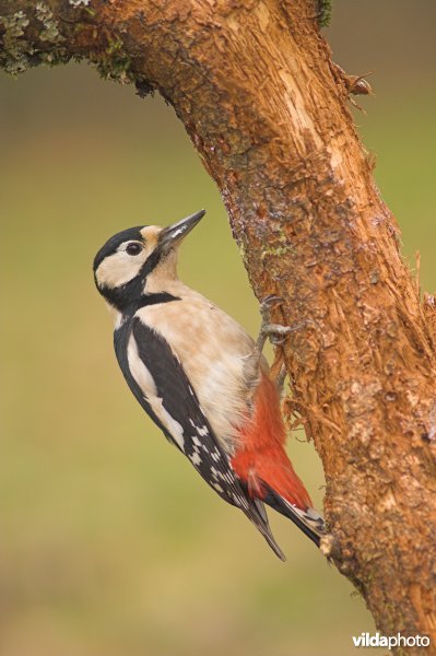 Grote bonte specht