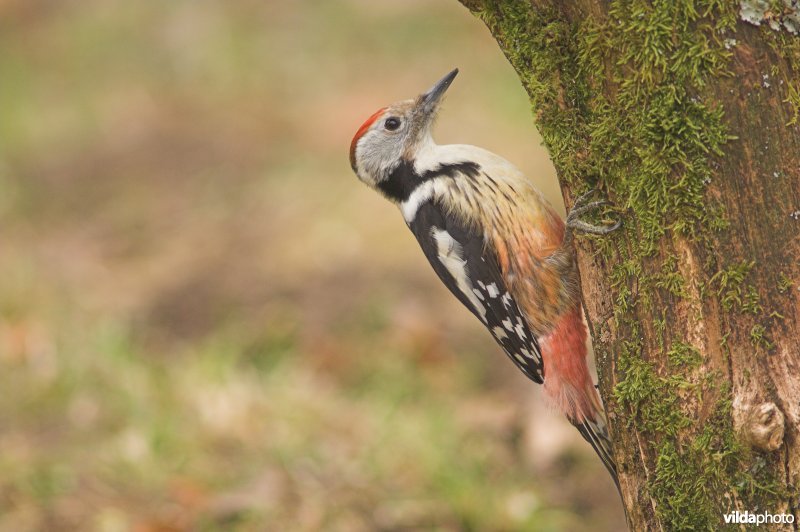 Middelste bonte specht