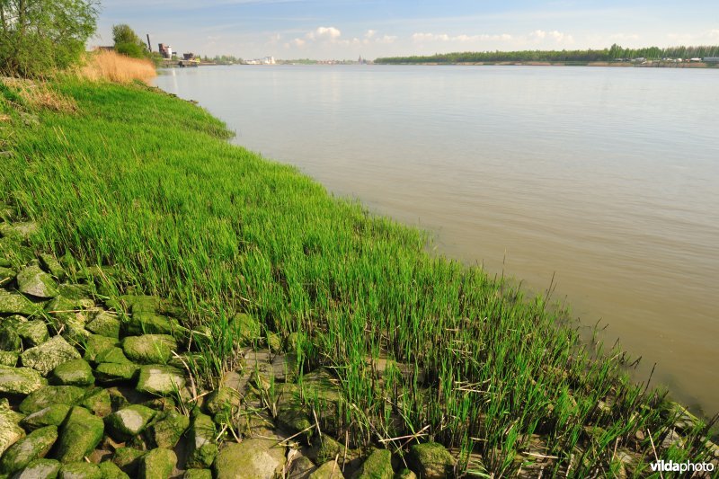 Zeebies tussen breukstenen langs de Schelde