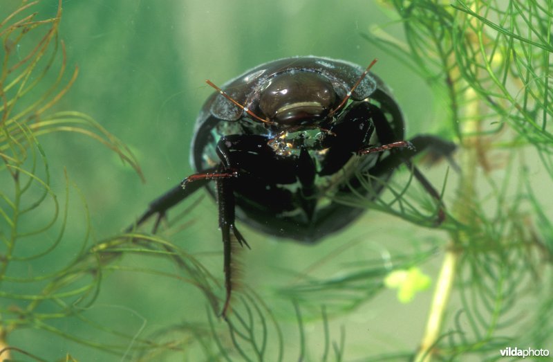 Grote spinnende watertor