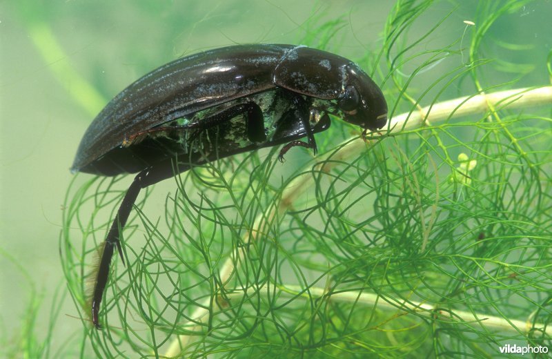 Grote spinnende watertor