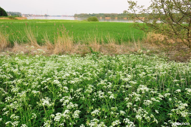 Scheldedijk aan het Kijkverdriet