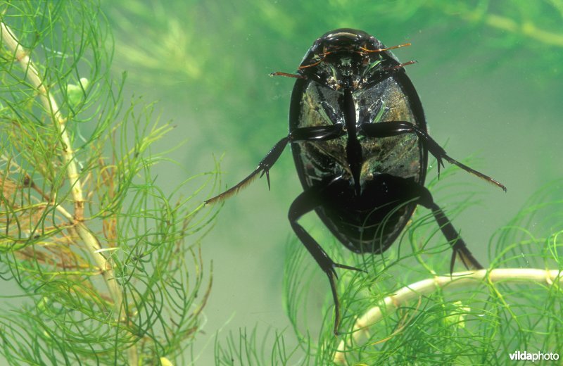 Grote spinnende watertor toont luchtvoorraad