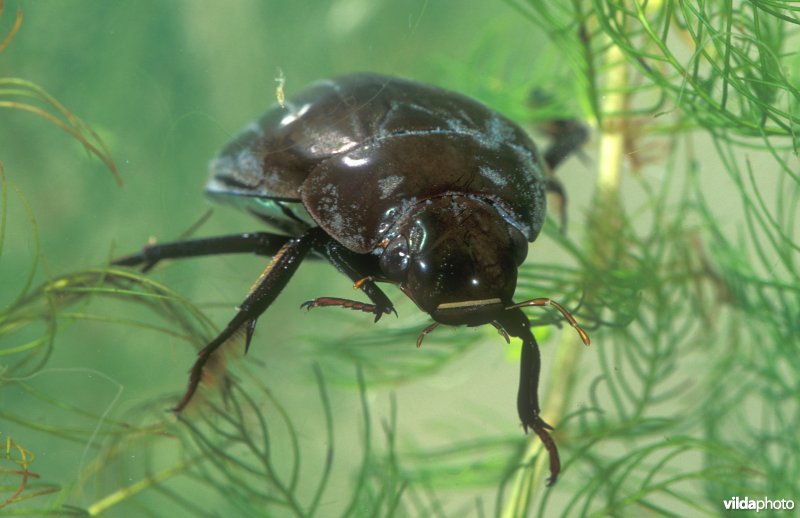 Grote spinnende watertor