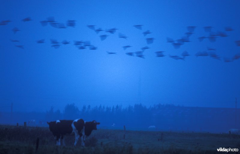 Slaaptrek van Kleine rietgans