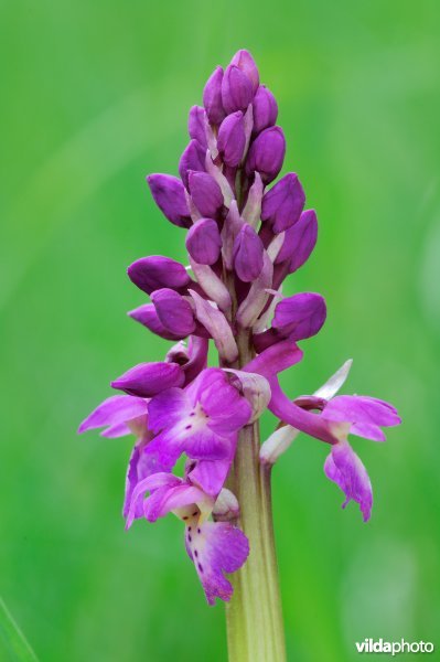 Mannetjesorchis