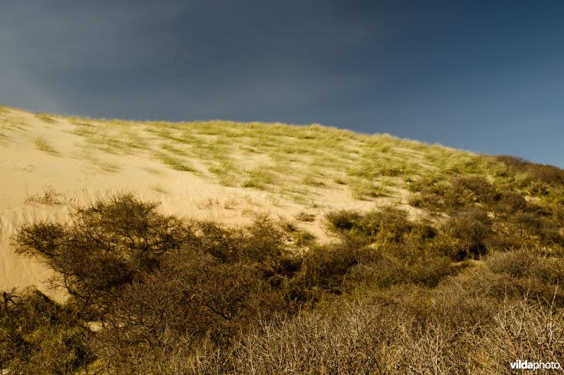 Duinen met helm en duindoorn