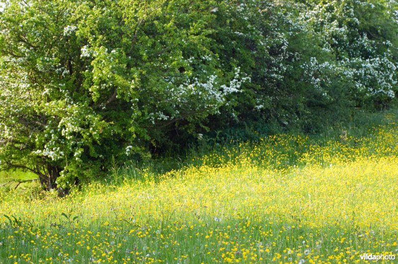 Boterbloemen en meidoornhagen