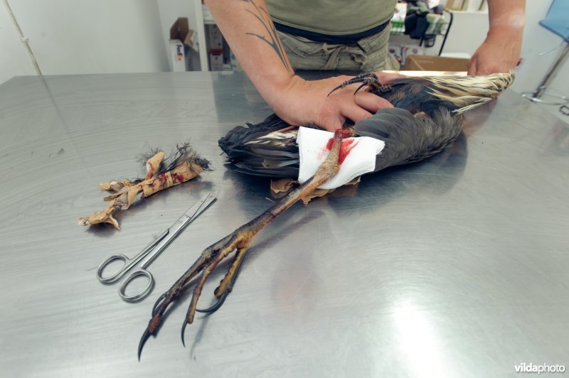 Nadja Tschovikov van BirdLife Malta met een purperreiger met een gebroken poot welke wordt geamputeerd