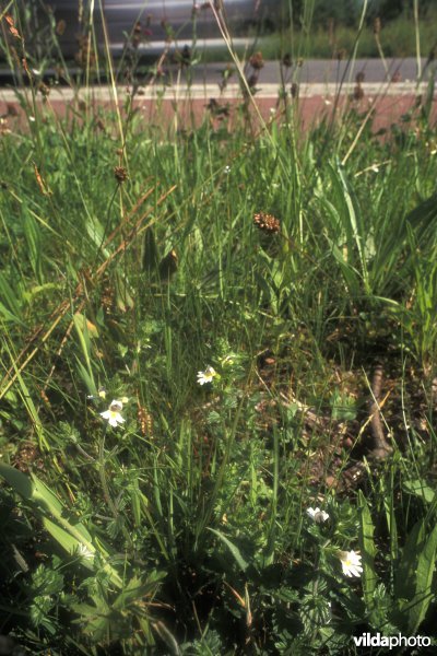 Wegberm in Zonhoven